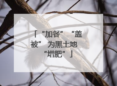 “加餐”“盖被” 为黑土地“增肥”