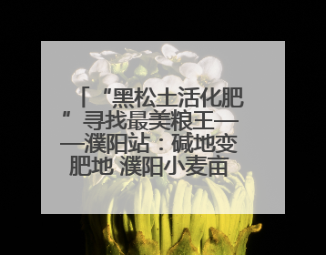 “黑松土活化肥”寻找最美粮王——濮阳站：碱地变肥地 濮阳小麦亩产1500多斤