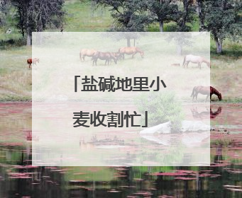 盐碱地里小麦收割忙