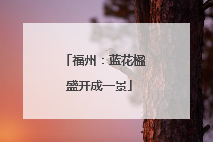 福州：蓝花楹盛开成一景