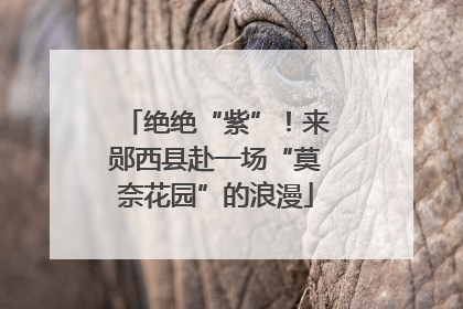 绝绝“紫”！来郧西县赴一场“莫奈花园”的浪漫