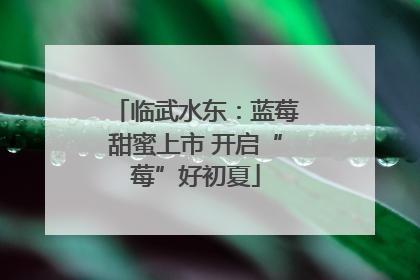 临武水东：蓝莓甜蜜上市 开启“莓”好初夏
