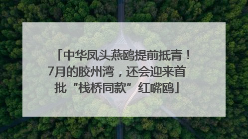 中华凤头燕鸥提前抵青！7月的胶州湾，还会迎来首批“栈桥同款”红嘴鸥