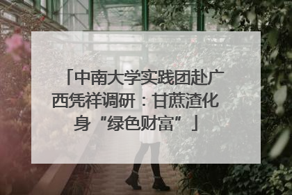中南大学实践团赴广西凭祥调研：甘蔗渣化身“绿色财富”