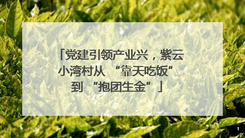 党建引领产业兴，紫云小湾村从 “靠天吃饭” 到 “抱团生金”