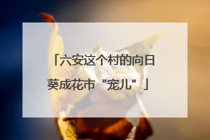 六安这个村的向日葵成花市“宠儿”