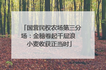 国营民权农场第三分场：金穗卷起千层浪 小麦收获正当时