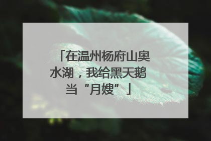 在温州杨府山奥水湖，我给黑天鹅当“月嫂”