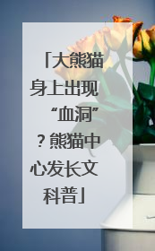 大熊猫身上出现“血洞”？熊猫中心发长文科普