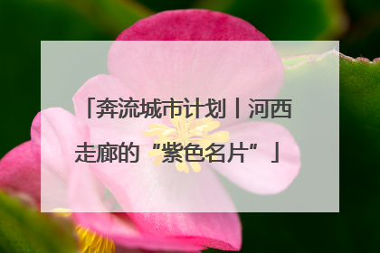 奔流城市计划丨河西走廊的“紫色名片”