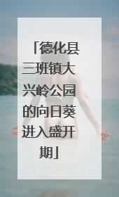 德化县三班镇大兴岭公园的向日葵进入盛开期