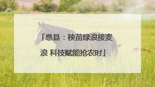 息县：秧苗绿浪接麦浪 科技赋能抢农时