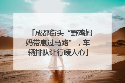 成都街头“野鸡妈妈带崽过马路”，车辆排队让行暖人心