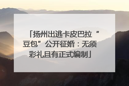 扬州出逃卡皮巴拉“豆包”公开征婚：无须彩礼且有正式编制
