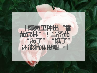 椰壳里种出“番茄森林”！当番茄“渴了”“饿了”还能精准投喂→