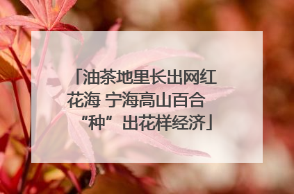 油茶地里长出网红花海 宁海高山百合“种”出花样经济
