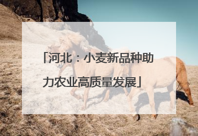 河北：小麦新品种助力农业高质量发展