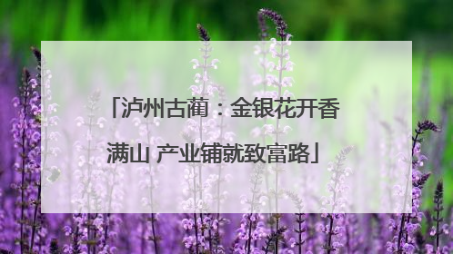 泸州古蔺：金银花开香满山 产业铺就致富路