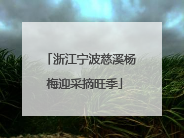 浙江宁波慈溪杨梅迎采摘旺季
