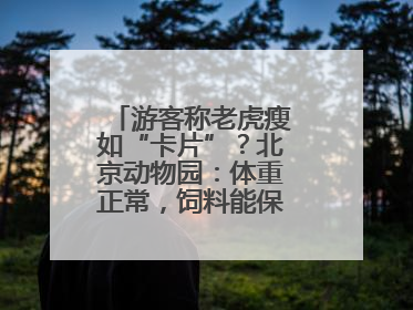 游客称老虎瘦如“卡片”？北京动物园：体重正常，饲料能保障营养需求