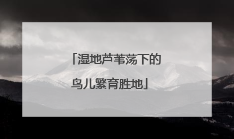 湿地芦苇荡下的鸟儿繁育胜地