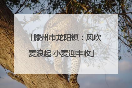 滕州市龙阳镇：风吹麦浪起 小麦迎丰收