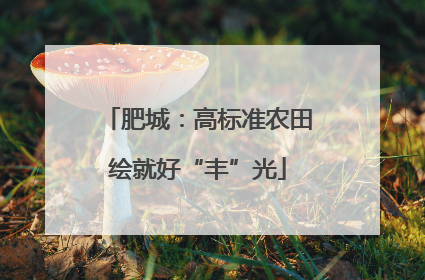 肥城：高标准农田绘就好“丰”光