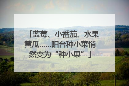蓝莓、小番茄、水果黄瓜……阳台种小菜悄然变为“种小果”