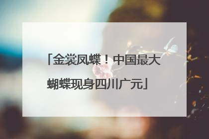 金裳凤蝶！中国最大蝴蝶现身四川广元