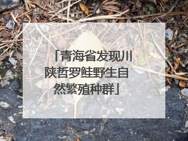青海省发现川陕哲罗鲑野生自然繁殖种群
