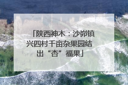 陕西神木：沙峁镇兴四村千亩杂果园结出“杏”福果