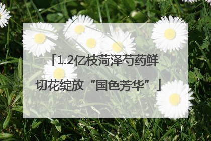 1.2亿枝菏泽芍药鲜切花绽放“国色芳华”