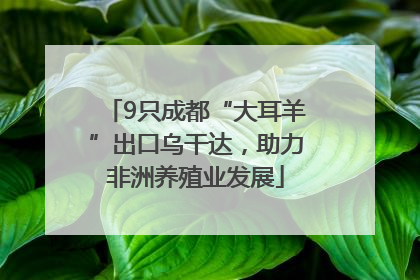 9只成都“大耳羊”出口乌干达，助力非洲养殖业发展